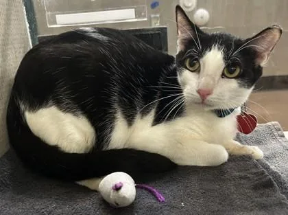 An adult medium-sized male Black Domestic Short Hair cat named Oreo for adoption in Stanwood, WA