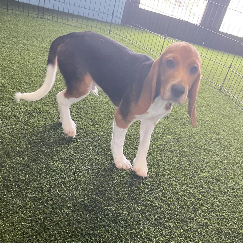 A baby small-sized male Yellow / Tan / Blond / Fawn Beagle dog named CHM aka Simba for adoption in LOXAHATCHEE, FL