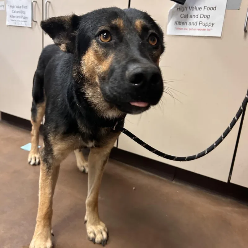 An adult medium-sized female German Shepherd Dog dog named Mira for adoption in Flagstaff, AZ