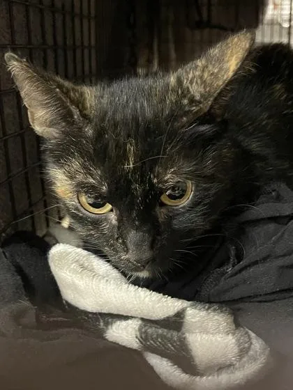 Strawberry Cheesecake