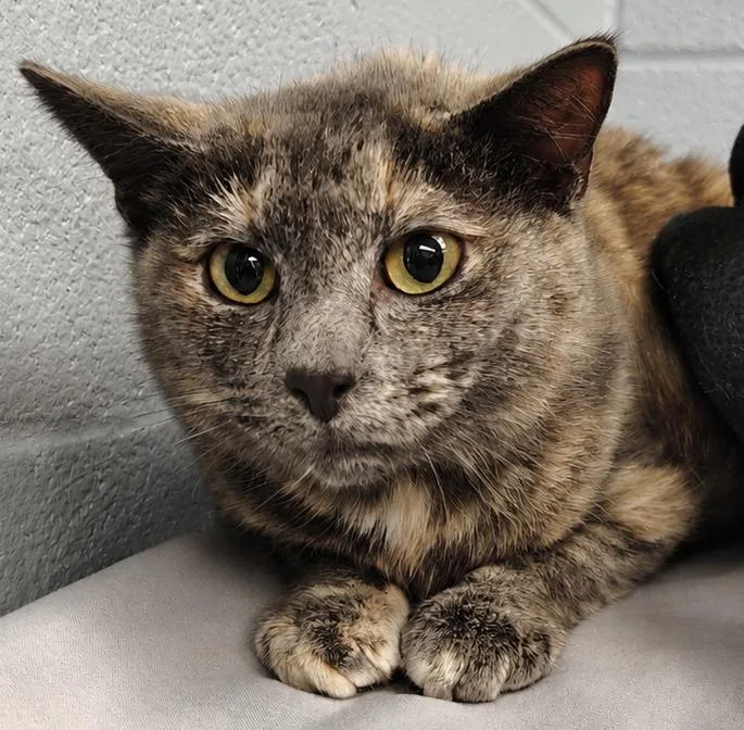 A young small-sized female Domestic Short Hair cat named Paisley for adoption in Saint Clairsville, OH
