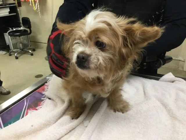 An adult small-sized female Terrier dog named Doty for adoption in Riverside, CA