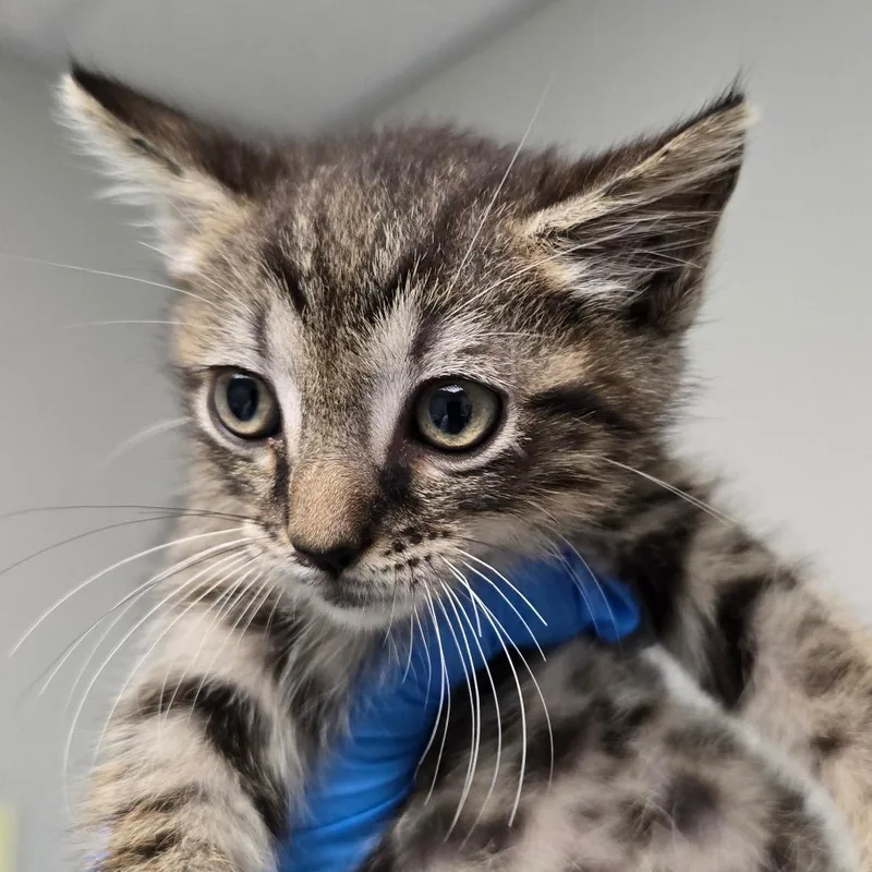 A baby small-sized male Brown / Chocolate Domestic Short Hair cat named Wybie for adoption in Concord, NC
