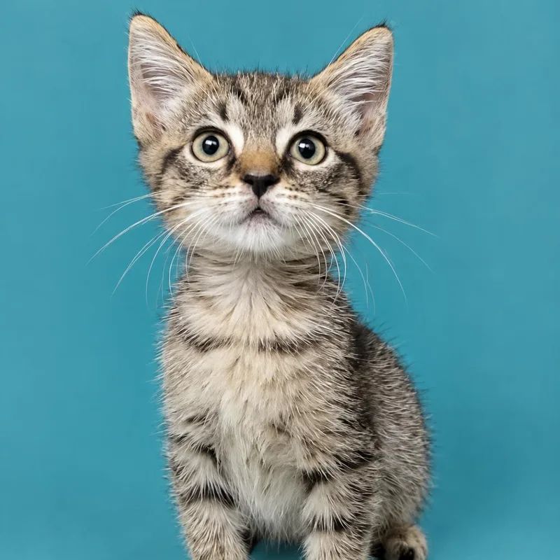 Wybie thumbnail 2