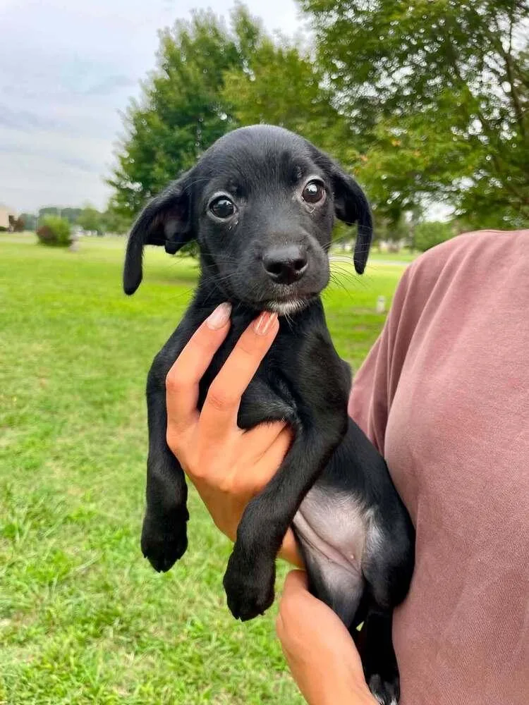 A baby small-sized female Black Mixed Breed dog named Brontë for adoption in Milton, DE