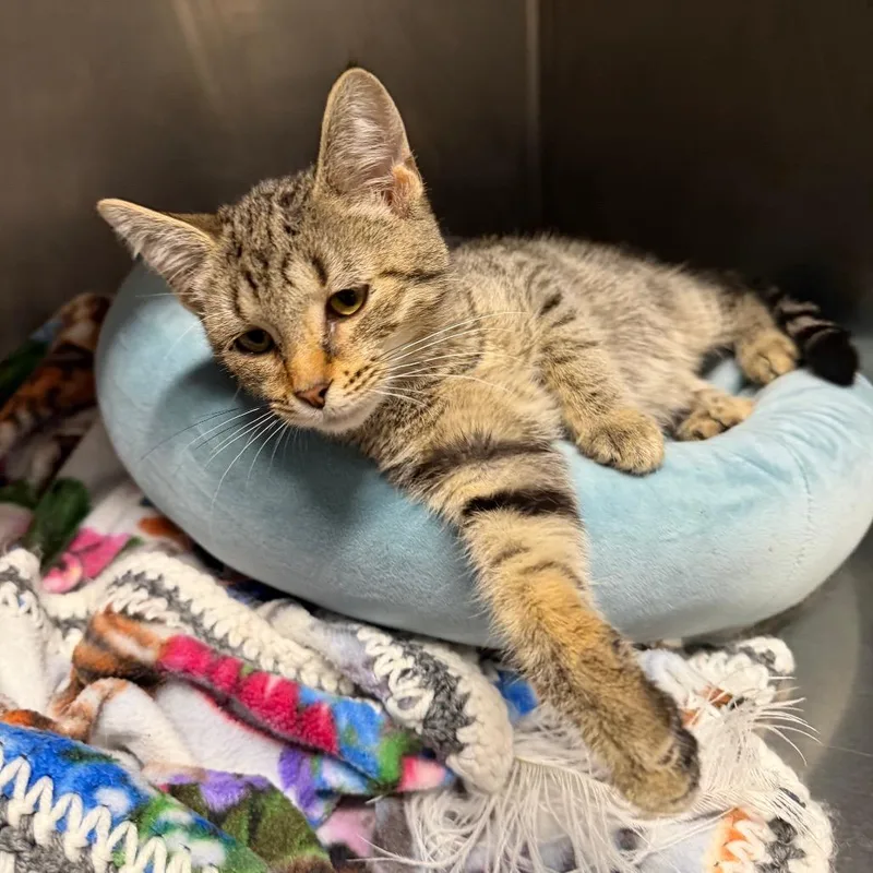 A baby small-sized female Brown / Chocolate Domestic Short Hair cat named Parcel for adoption in Owosso, MI
