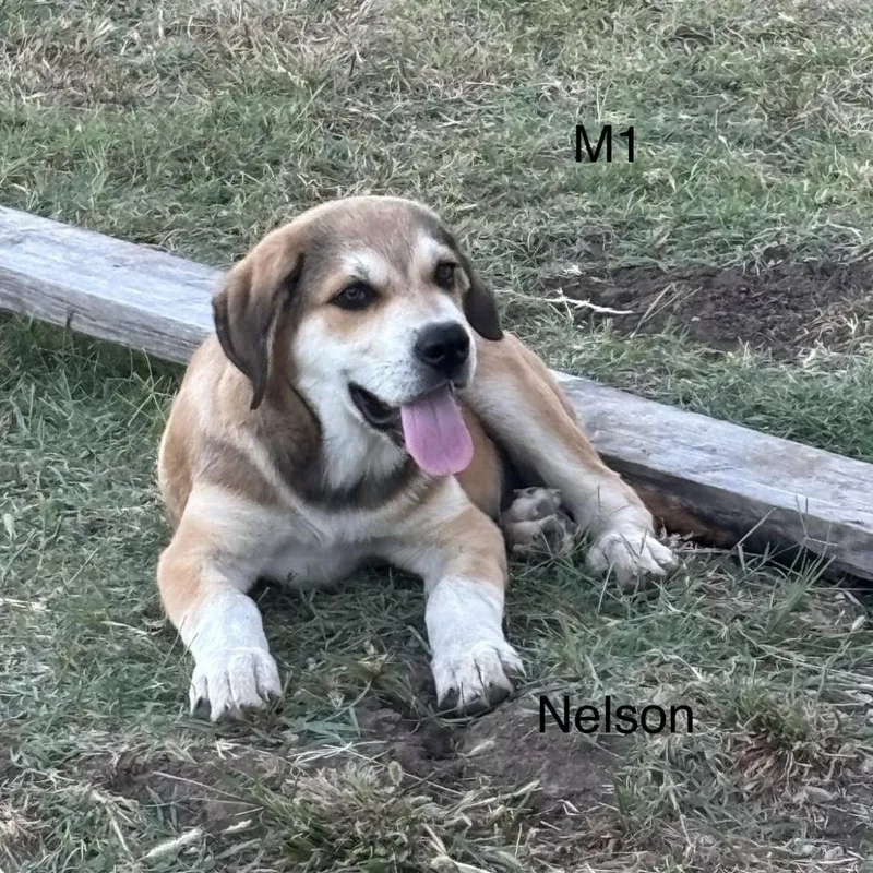 A baby large-sized male Great Pyrenees dog named Nelson for adoption in Tulsa, OK