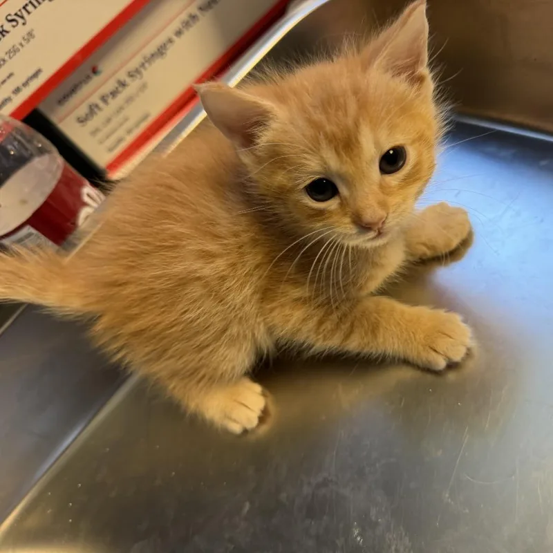 A baby small-sized female Orange / Red Domestic Short Hair cat named Sparkler for adoption in Tuscaloosa, AL