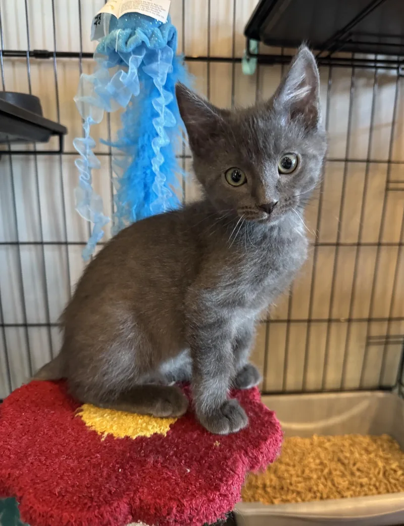 A baby medium-sized male Gray / Blue / Silver Domestic Short Hair cat named Silverado for adoption in Albuquerque, NM