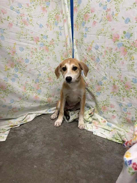 A baby small-sized female Labrador Retriever dog named Reva for adoption in Rosenberg, TX