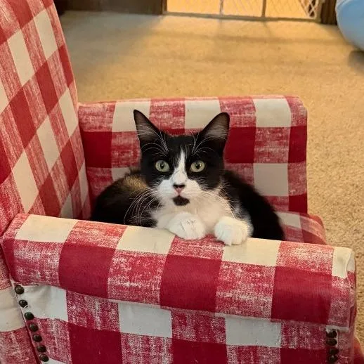 Penny