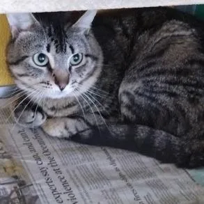 An adult medium-sized male Brown / Chocolate Domestic Short Hair cat named Tetris for adoption in Fairfax Station, VA