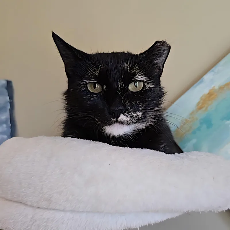 Tortellini thumbnail 2