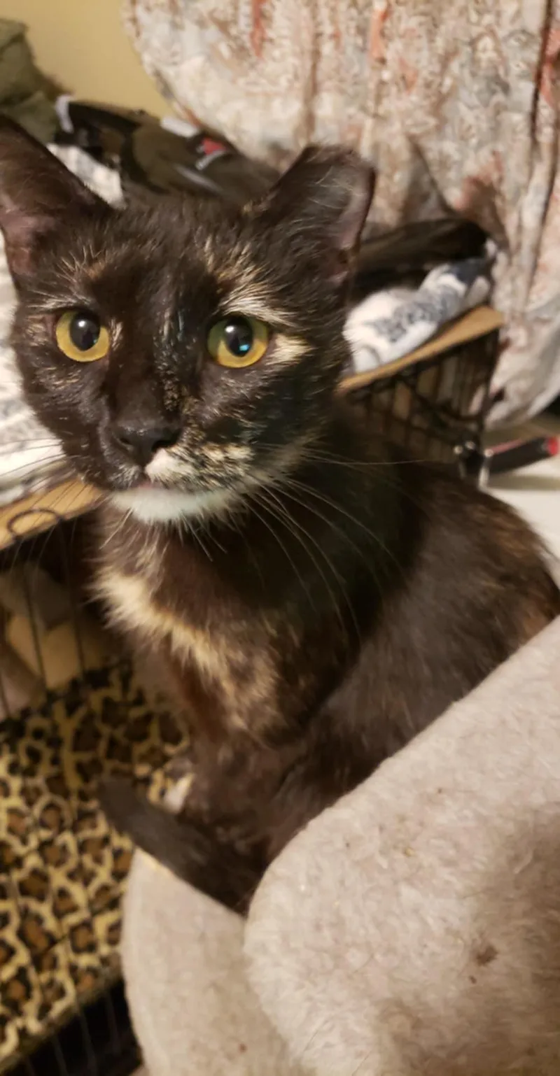 Tortellini thumbnail 3