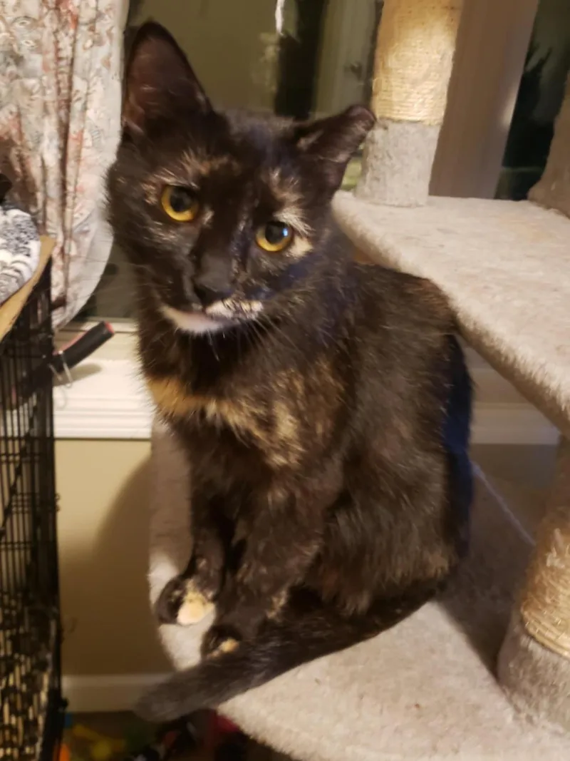 Tortellini thumbnail 4