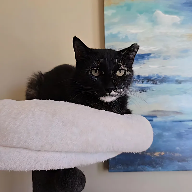 Tortellini thumbnail 5