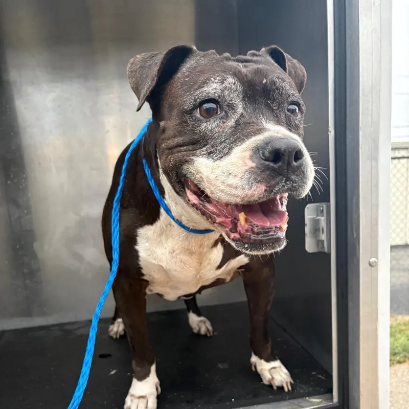 A senior large-sized female Black Pit Bull Terrier dog named Shasta for adoption in Bryan, TX