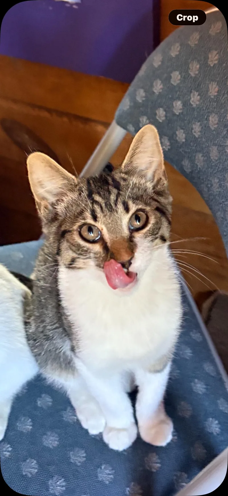 A young medium-sized male American Shorthair cat named Aladdin for adoption in Elkland, PA