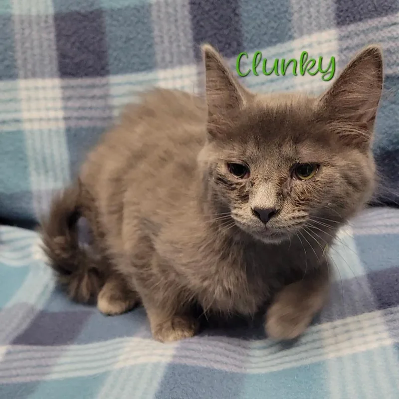 A baby small-sized male Gray / Blue / Silver Domestic Long Hair cat named Clunky for adoption in Parkersburg, WV