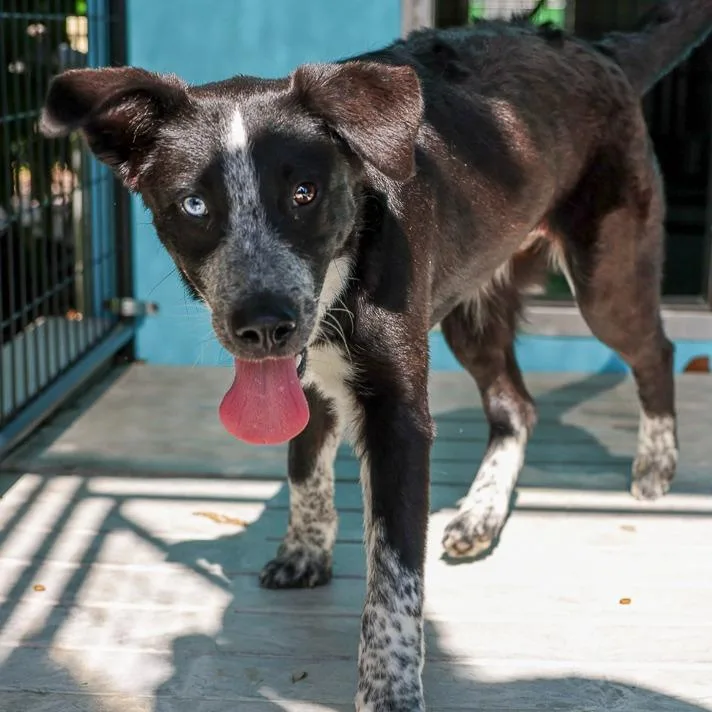 A baby medium-sized male Black Retriever dog named Corbin for adoption in Bradenton, FL