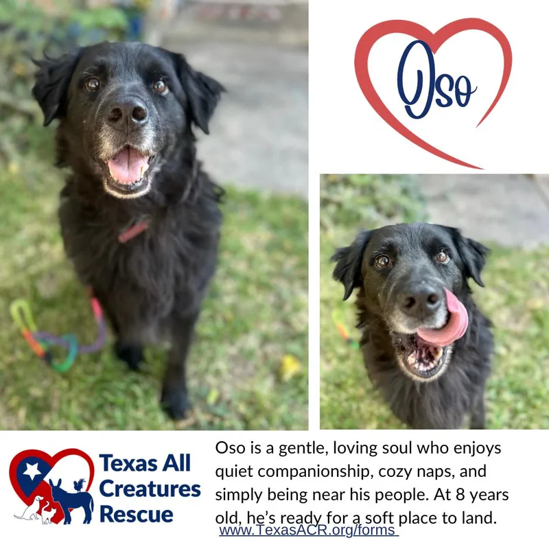 An adult medium-sized male Flat-Coated Retriever dog named Oso for adoption in Alvarado, TX