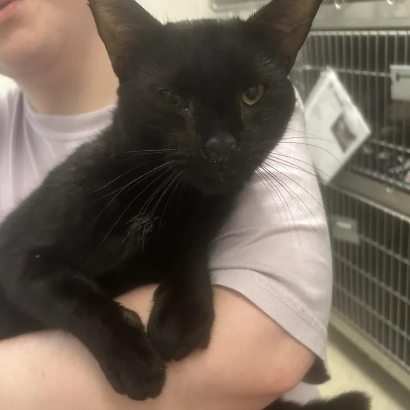 An adult medium-sized male Black Domestic Short Hair cat named Free Hotdog for adoption in Gloucester, VA