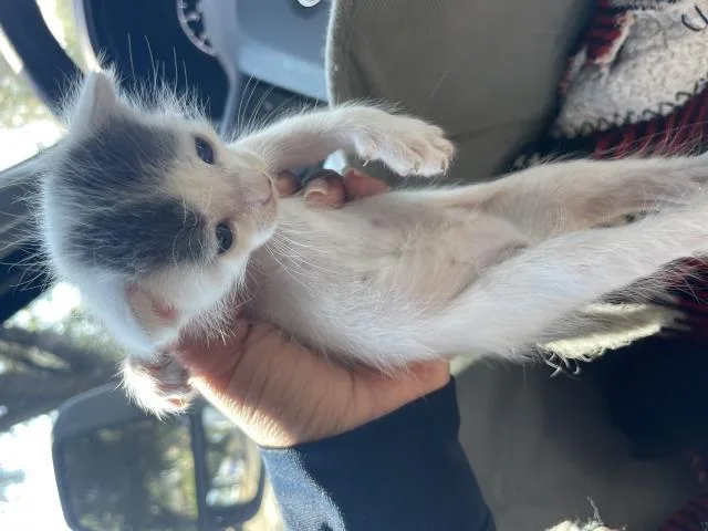 A baby small-sized female Domestic Short Hair cat named A for adoption in Riverside, CA