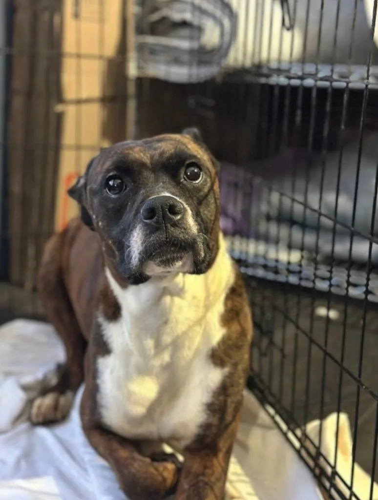 A young medium-sized female Boxer dog named Ruby for adoption in Auburn, IN