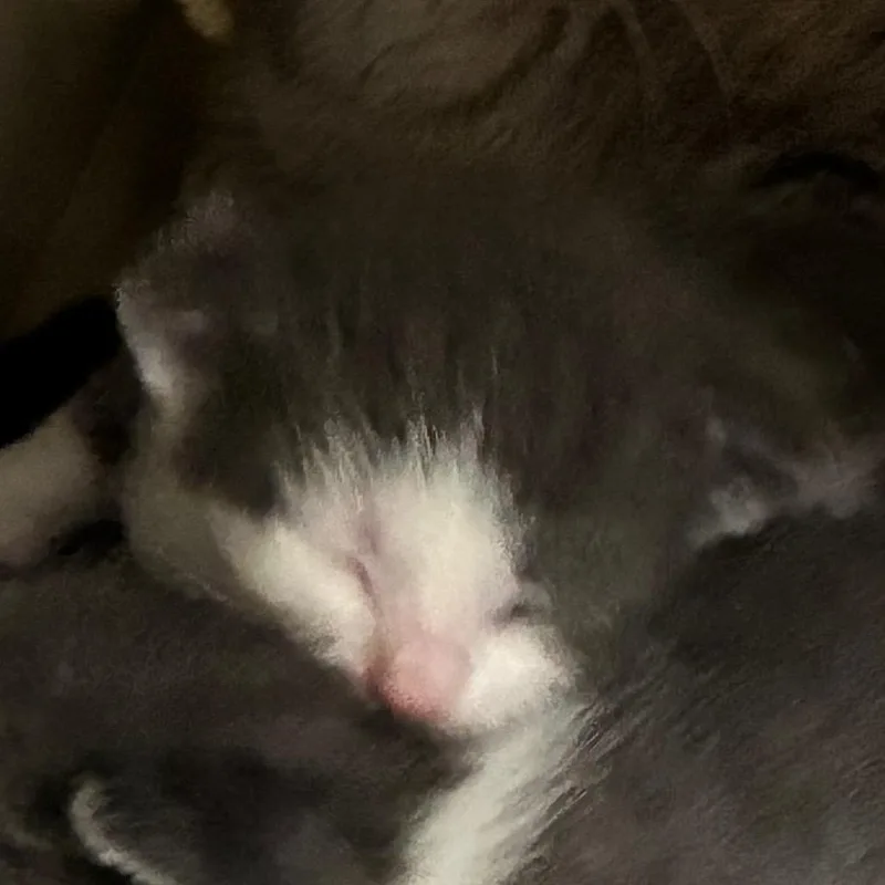 A baby small-sized male Gray / Blue / Silver Domestic Short Hair cat named Yogurt for adoption in Yuma, AZ