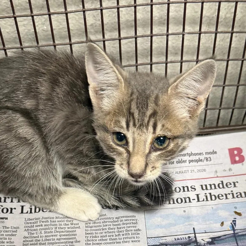 A baby small-sized female Domestic Short Hair cat named Tia Dalma for adoption in Yuma, AZ