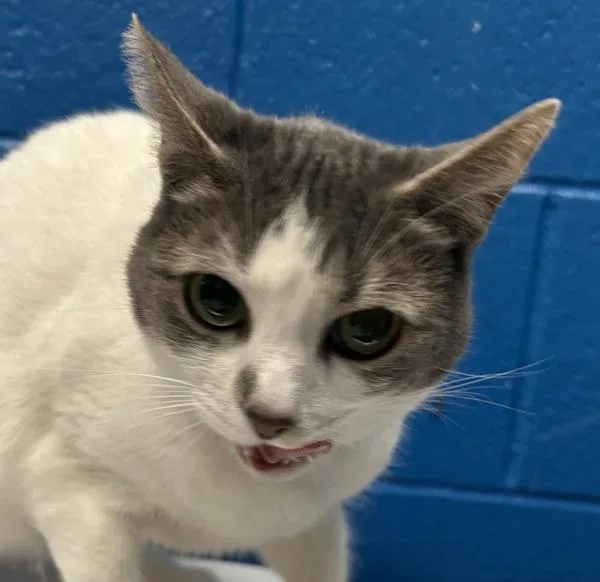 Ravioli Chicken Nugget Macaroni