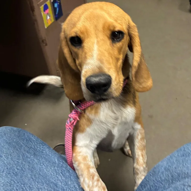 An adult small-sized female Yellow / Tan / Blond / Fawn Beagle dog named Pearl for adoption in Yuma, AZ