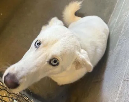 A young medium-sized male Husky dog named Winston for adoption in Bowling Green, KY
