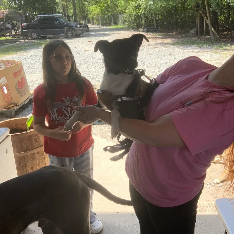 An adult small-sized male White / Cream Feist dog named Ruger for adoption in Smithfield, NC