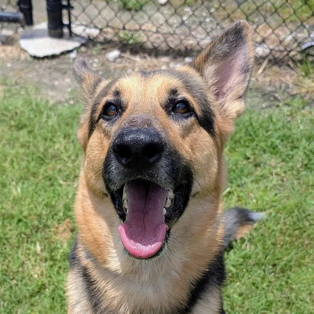 An adult medium-sized male German Shepherd Dog dog named Arlo for adoption in Houston, TX