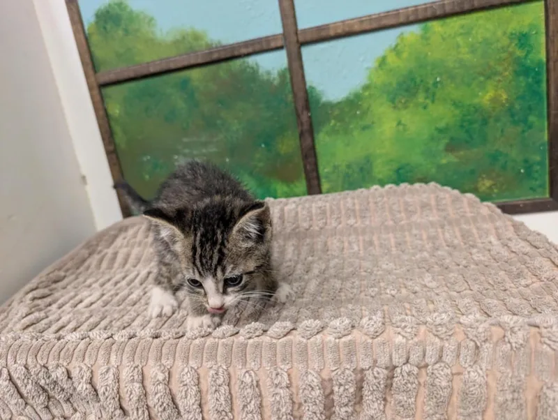 A baby small-sized male Domestic Short Hair cat named Pixy for adoption in Houston, TX