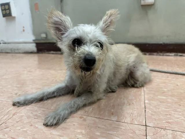 An adult small-sized female Terrier dog named Doris for adoption in Gardena, CA