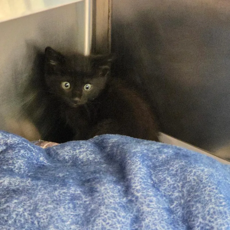 A baby small-sized male Black Domestic Short Hair cat named Gogi Berry for adoption in Chattanooga, TN