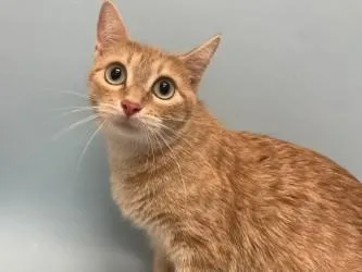 A young small-sized female Domestic Short Hair cat named Sunny for adoption in Woodbury, MN