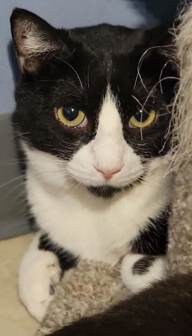 Emerald Bill thumbnail 2