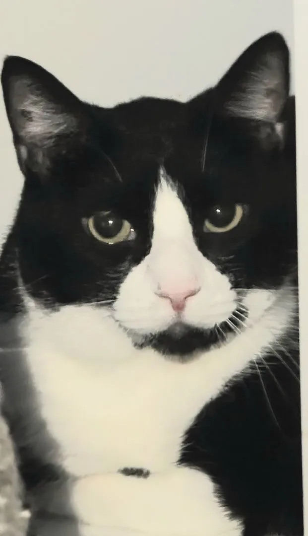 Emerald Bill thumbnail 3