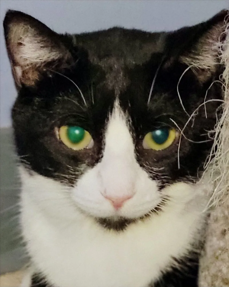 Emerald Bill thumbnail 4