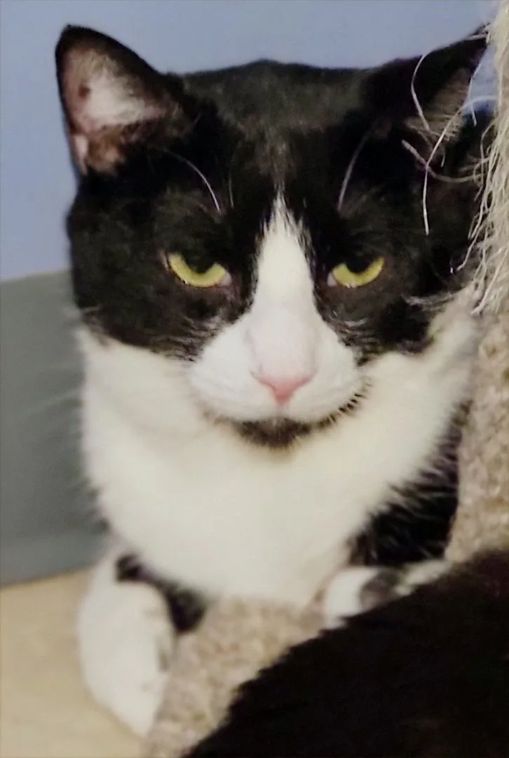 Emerald Bill thumbnail 5