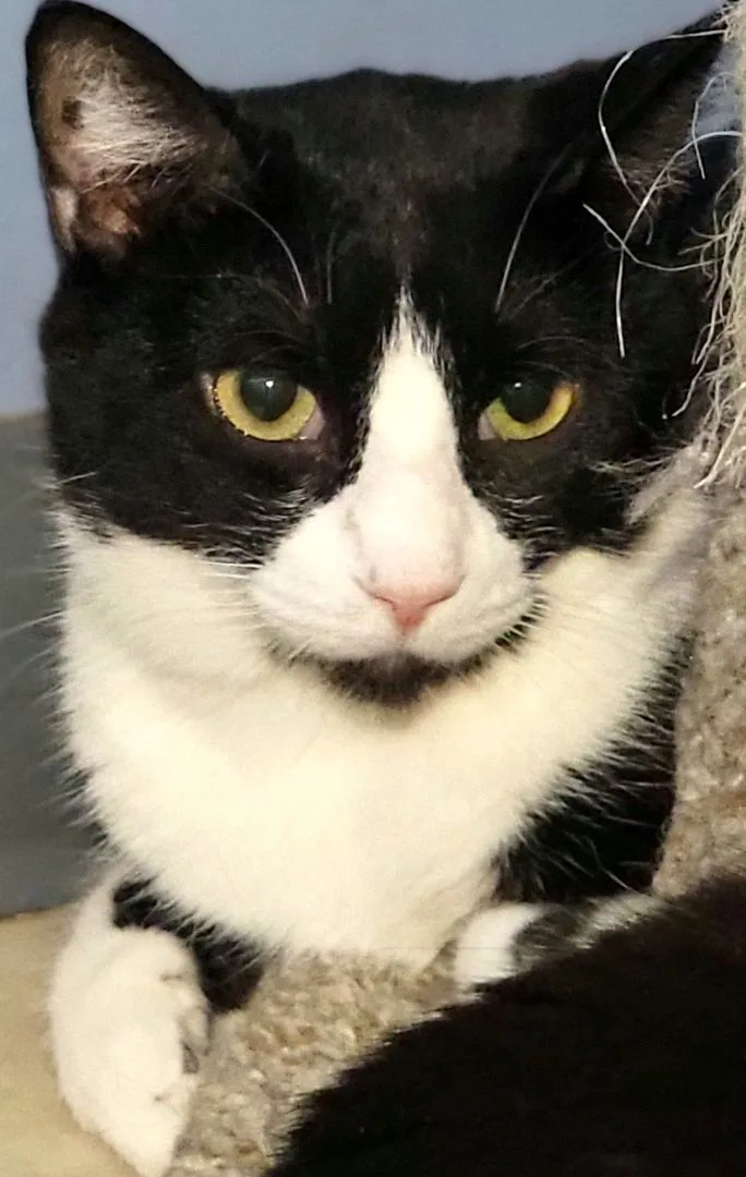 Emerald Bill thumbnail 6