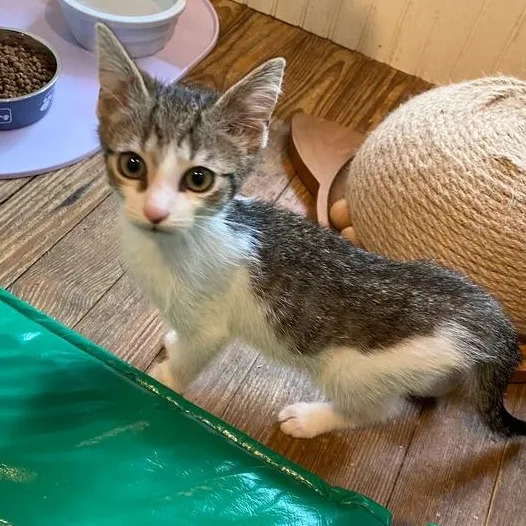 A baby medium-sized male Tabby (Gray / Blue / Silver) Domestic Short Hair cat named George III for adoption in Athens, GA