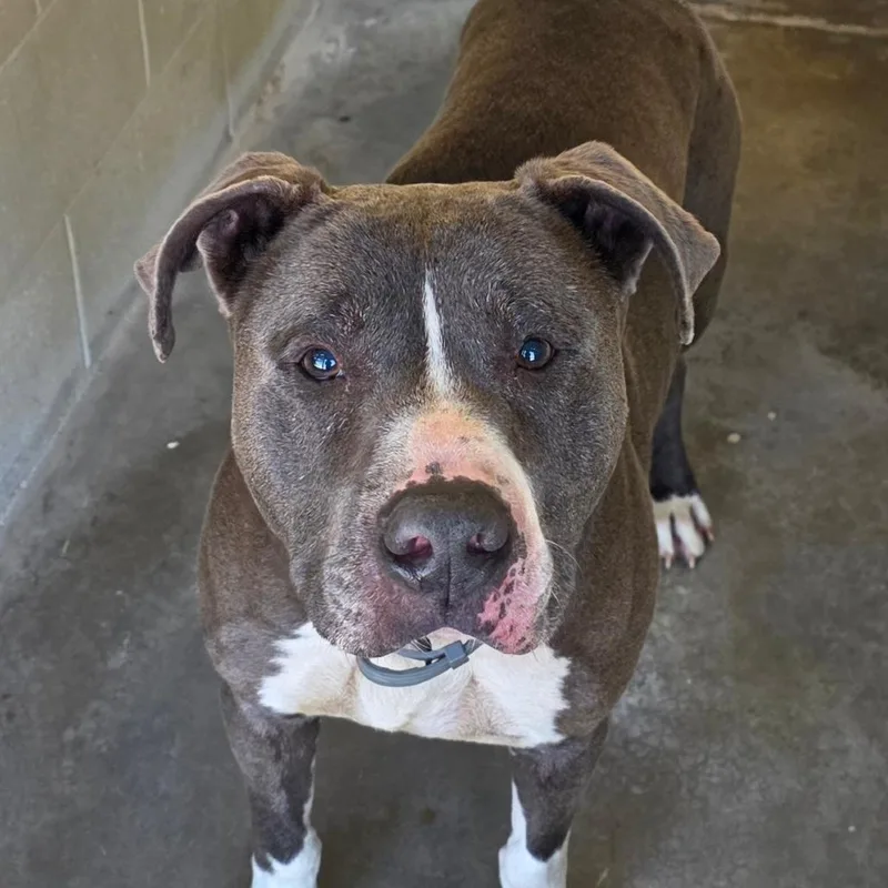 An adult small-sized male Gray / Blue / Silver Terrier dog named Chauncey for adoption in Bronson, FL