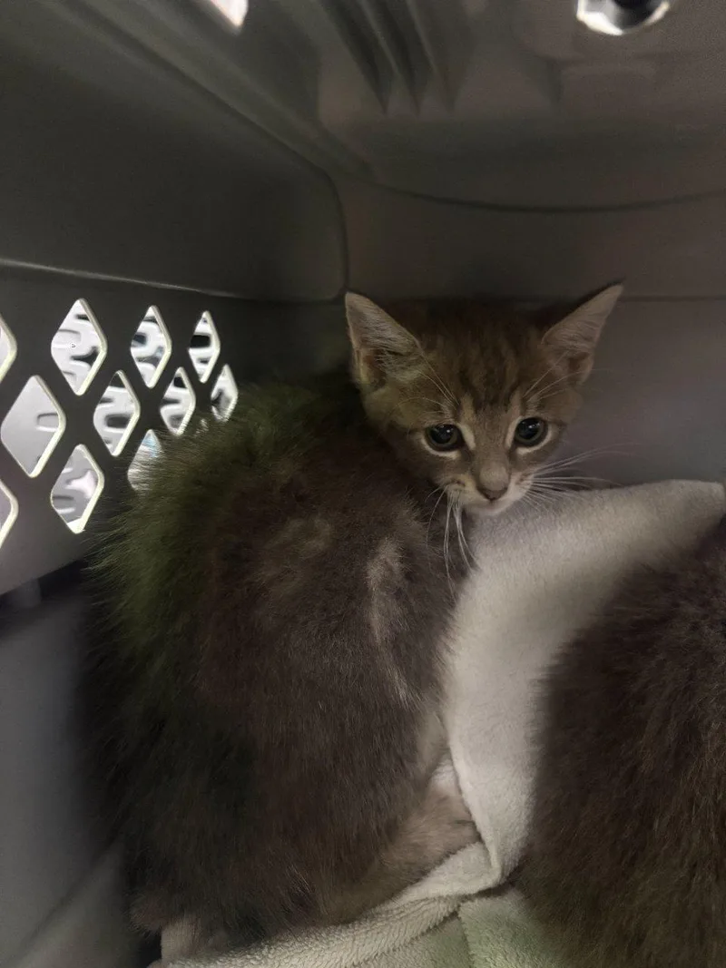 A baby small-sized female Tabby (Gray / Blue / Silver) Domestic Short Hair cat named Oolong for adoption in Raleigh, NC