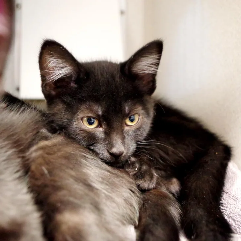 A baby medium-sized female Domestic Short Hair cat named Zappey for adoption in Shoreline, WA