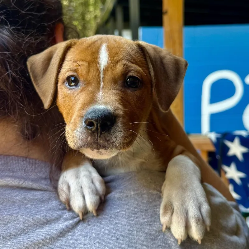 A baby medium-sized male Yellow / Tan / Blond / Fawn Mixed Breed dog named Jet for adoption in Decatur, GA