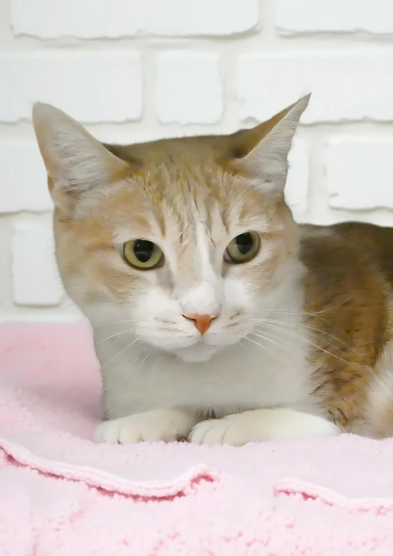 An adult large-sized female Orange & White Domestic Short Hair cat named Feather for adoption in Pasadena, CA